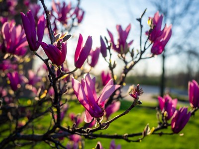 pink flowers blooming on green background